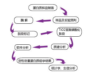 蛋白磷酸化后修饰流程