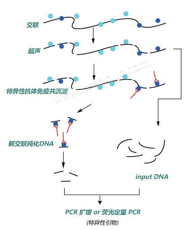 染色质免疫共沉淀