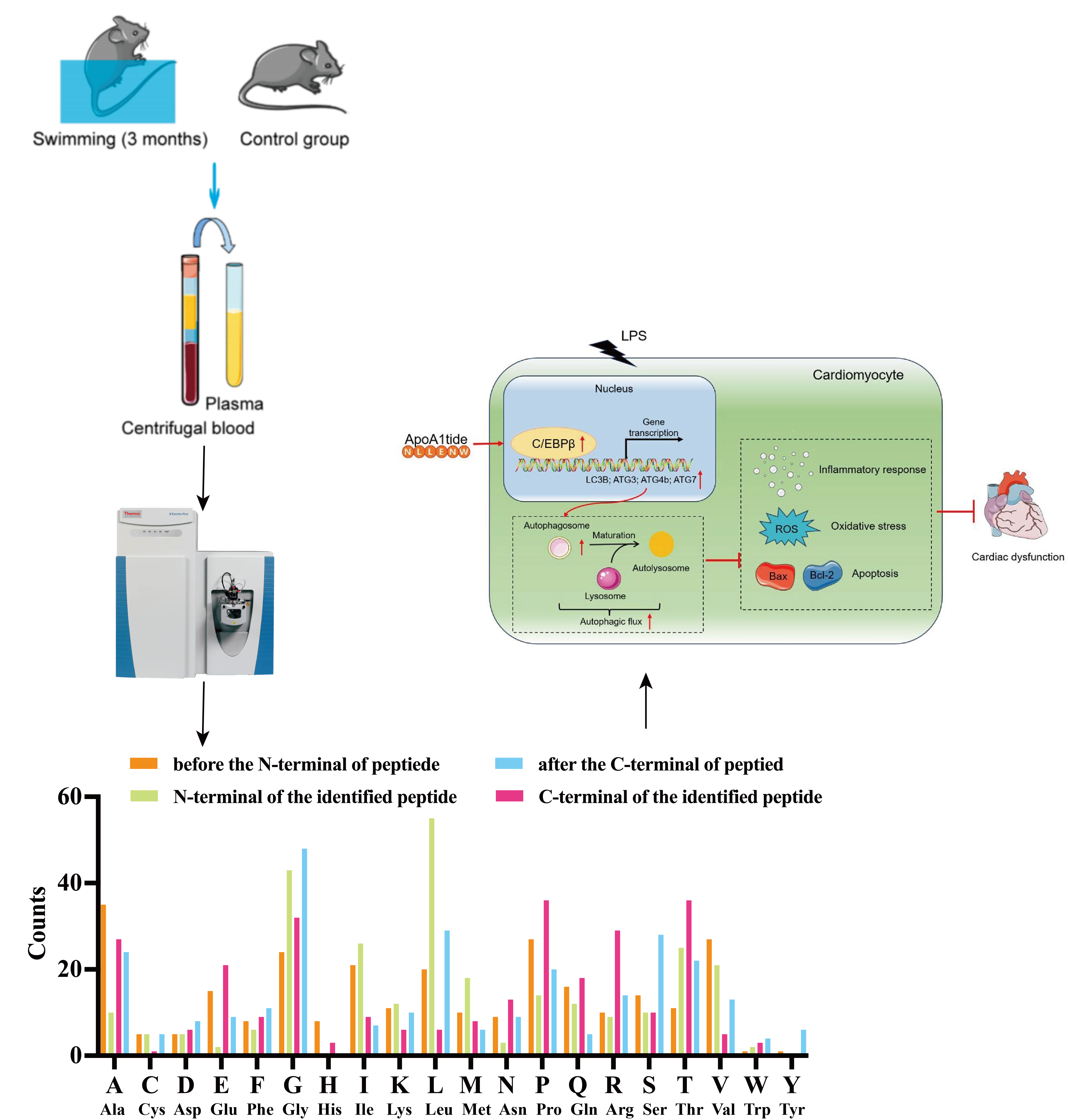 血浆多肽质谱检测