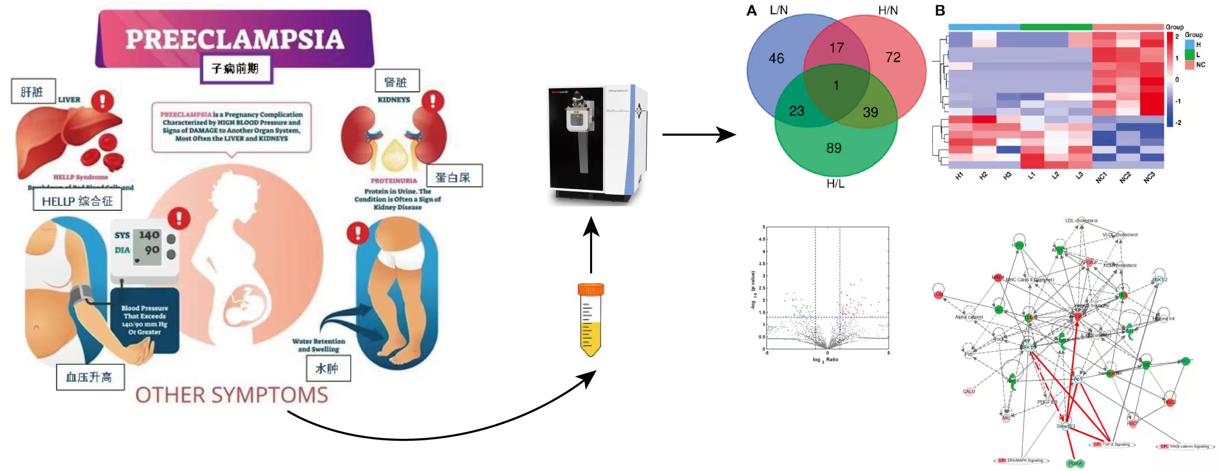 胎盘组织多肽检测
