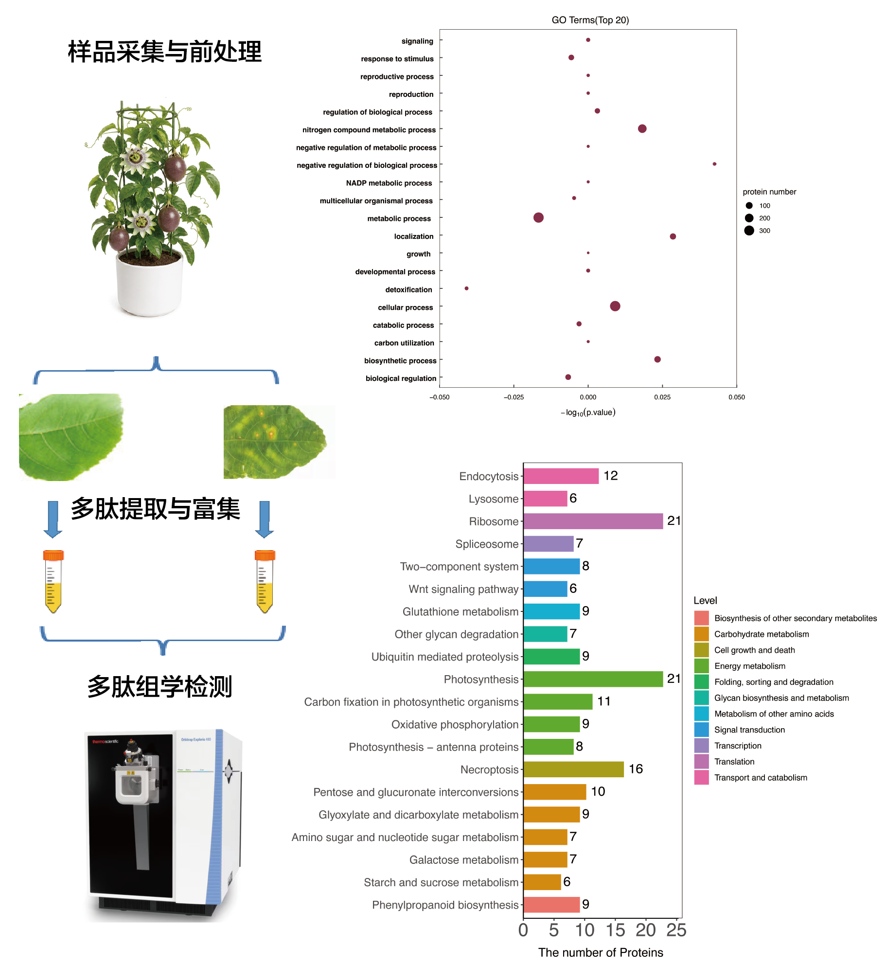 百香果多肽处理流程